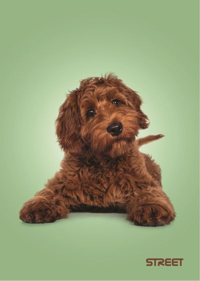 Тетрадка Street, А4, бели листа, 54л, Friends