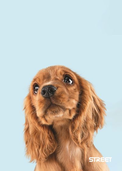 Тетрадка Street, А4, бели листа, 54л, Friends